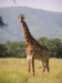 448px-Giraffe_standing.jpg
